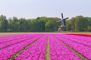 Zanimljivosti o Holandiji